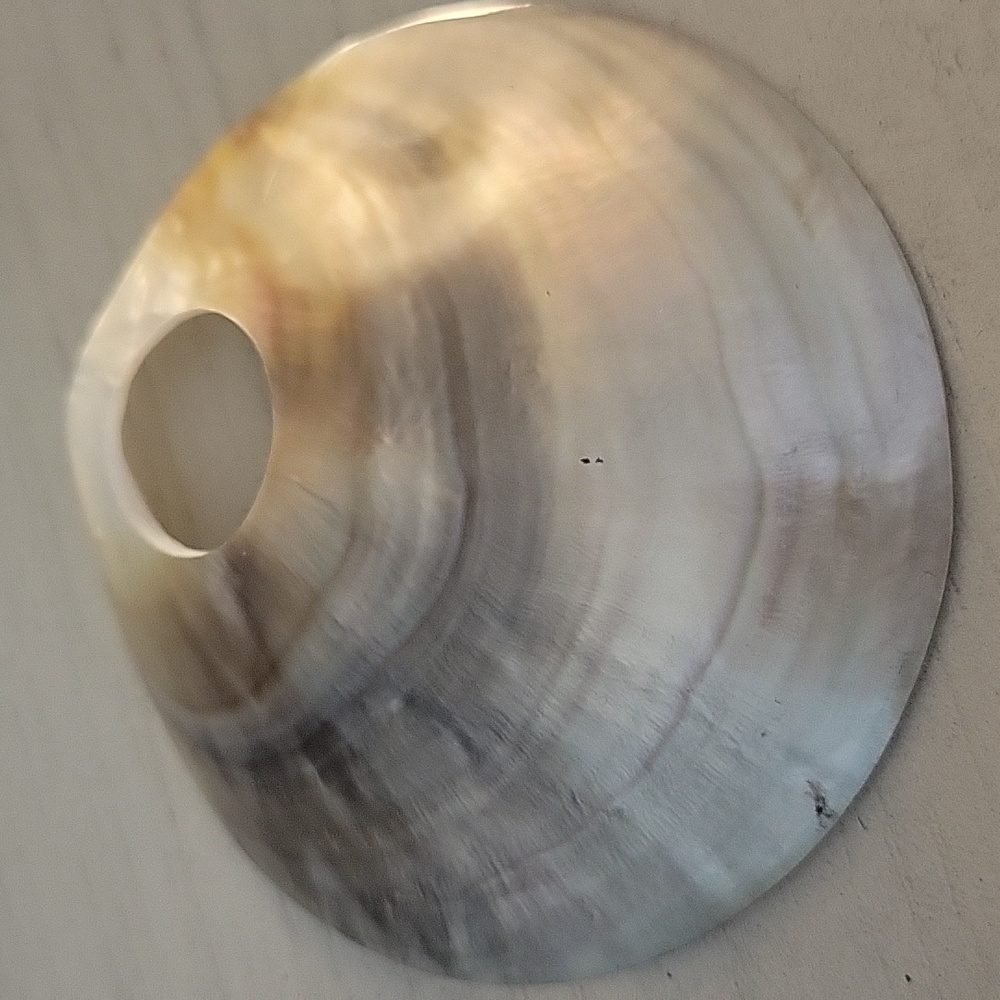 Abalone Shell - Picture 4 of 7